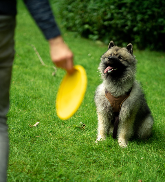 Nos Frisbee