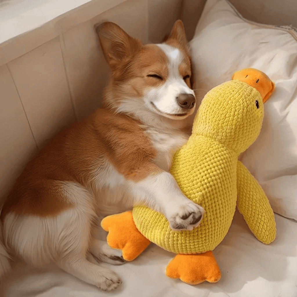 Ducky Croc