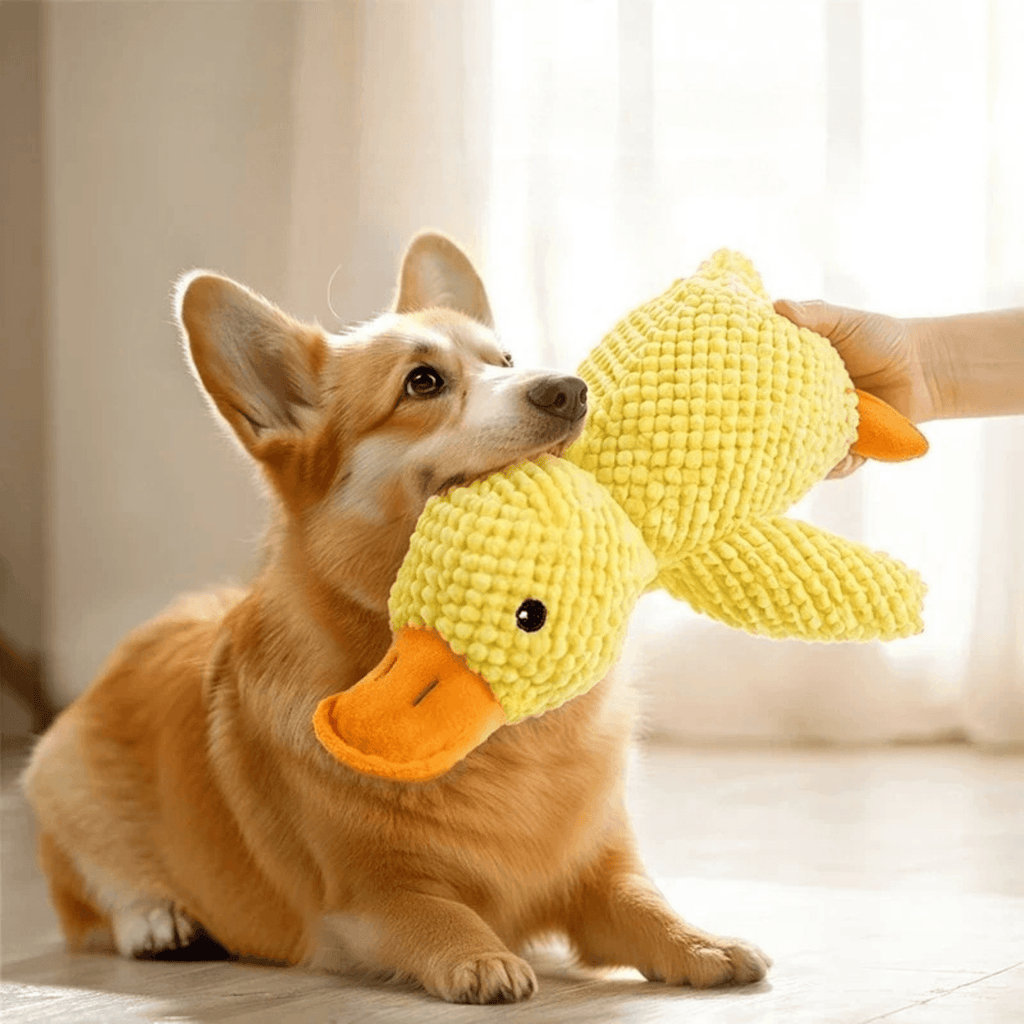 Ducky Croc