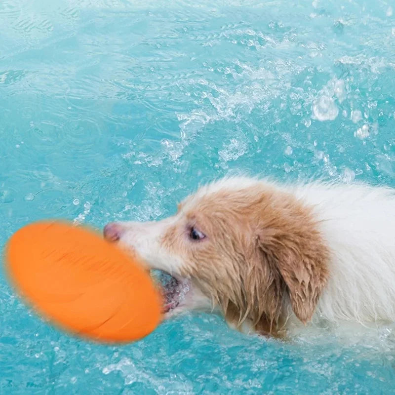 Frisbee Playtime